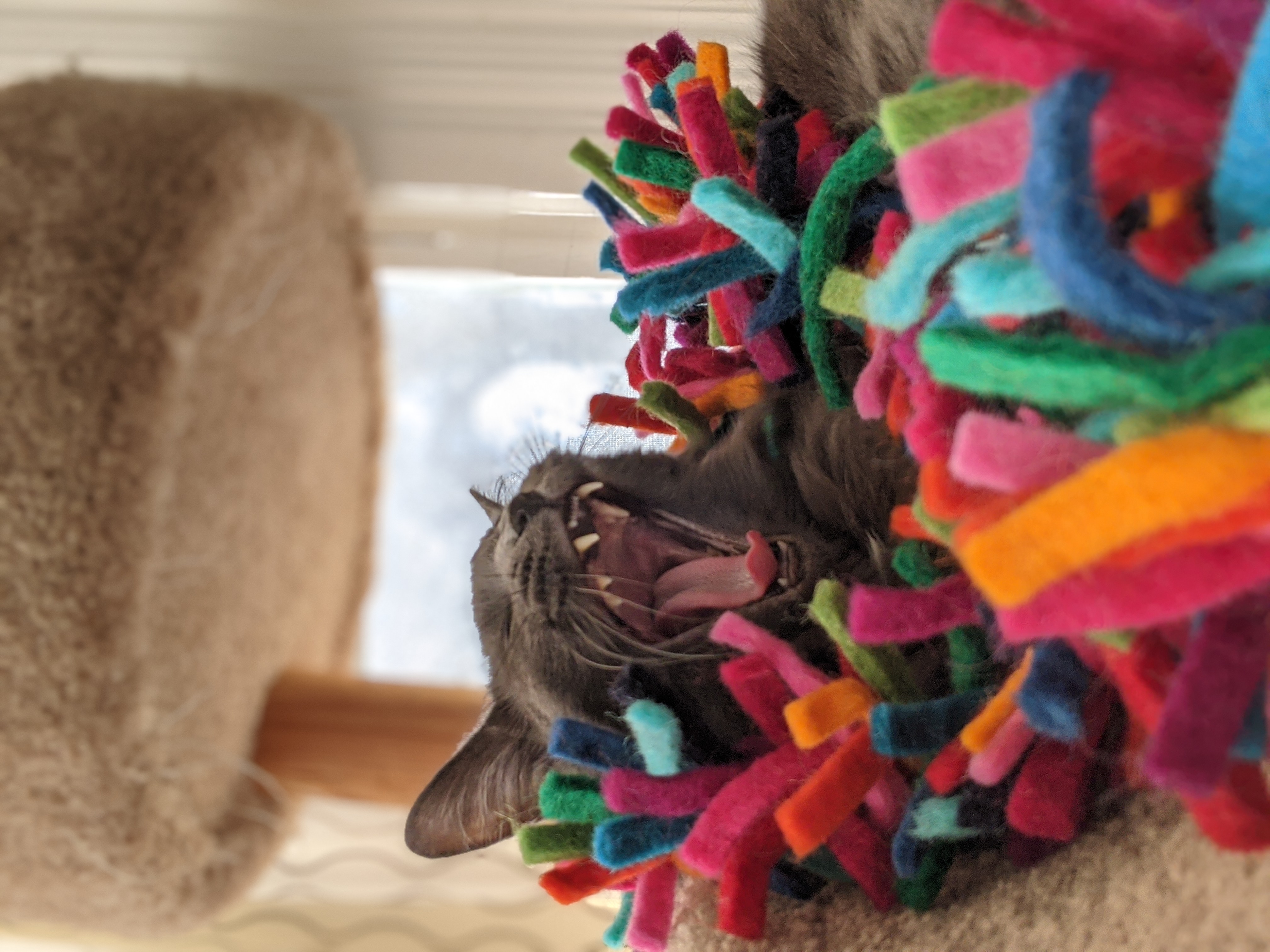 Heidi, Kimberly's cat, yawning